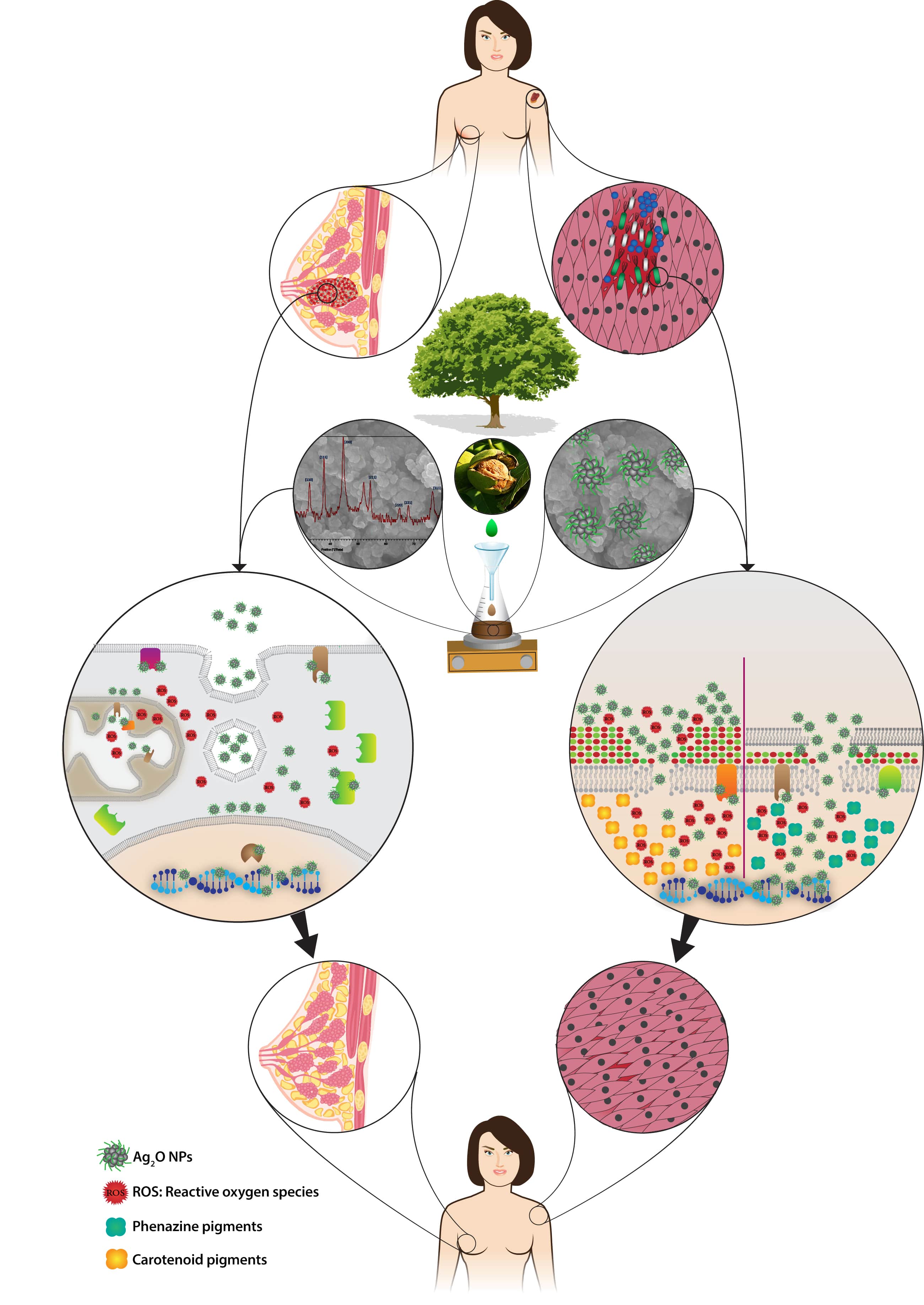 Research | Dr.Zarrabi Official Website-Graphical-Abstract 