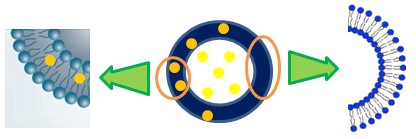 Figure7. Liposomal drug delivery system